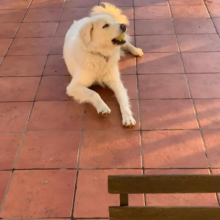 Panzió La Casa Di Bacco *