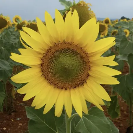 La Casa Di Bacco Bed & Breakfast Lerma